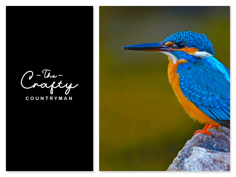 GETTING TO KNOW BIRDS ON SUNDAY