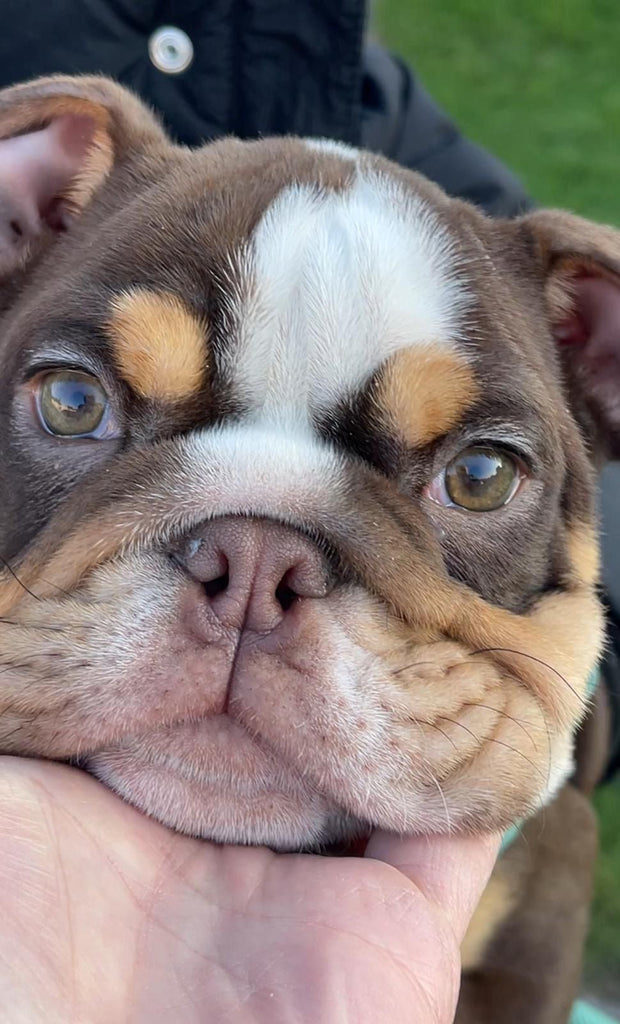 Meet Luna: The Newest Member of the Bald Builders Family! (A New Friend for Jimmy & A Growing Family for the Hansons)